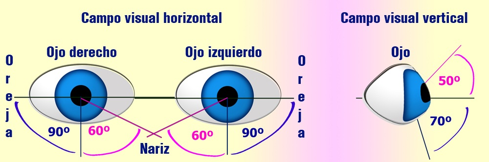 Límites normales del campo visual